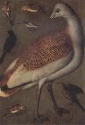 Ludger tom Ring Great Bustard Cock Spain oil painting artist
